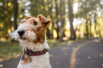 Fox Terrier dog at the park. Dog portrait. Walking with dog. Lifestyle pet photo