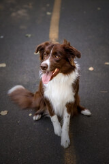 Dog portrait. Border Collie dog looking at the park. Walking with dog. Lifestyle pet photo