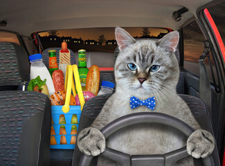 A cat ash drives a car on the highway at night. A paper bag with food is next to him.