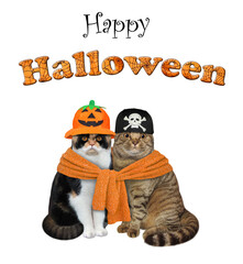 A couple of cats tied with a orange knitted scarf are celebrating Halloween. White background. Isolated.