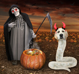 A dog labrador snake in red devil horns and a grim reaper are near a pumpkin in the field for...