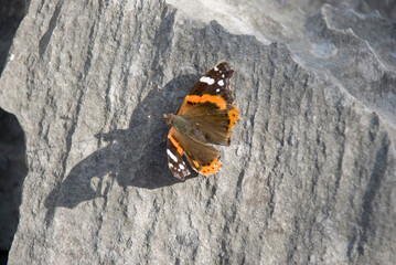 Red Admiral butterfly on gray karst rock - obrazy, fototapety, plakaty