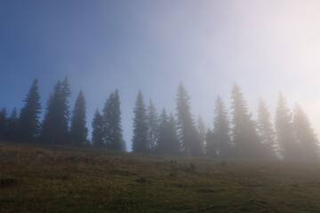 Trees growing on mountain hill in foggy morning