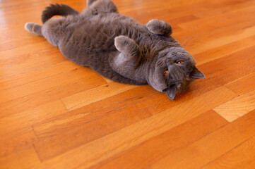 rat on a floor