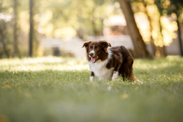 Dog portrait at the park. Lovely pet. Border Collie Dog on a walk. Pet in nature