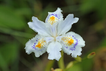White fringed Japanese iris flower