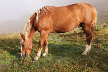 Naklejka na ściany i meble Horse grazing on pasture in misty morning. Lovely domesticated pet