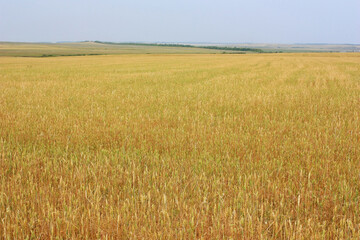 Yellow ears of wheat in the field