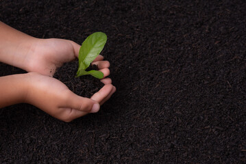 Hands holding and caring a green young plant. Care of the Environment. Ecology concept