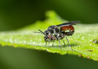 Macro image of insect mating.