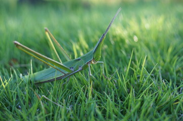 A grasshopper native to Japan that lives in grasslands