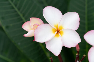 A pink plumeria or frangipani flower
