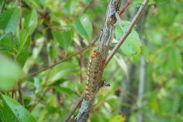 Pest control, gypsy moth larvae