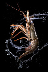 Fresh spiny lobster (Panulirus ornatus) with water splash isolated on white background