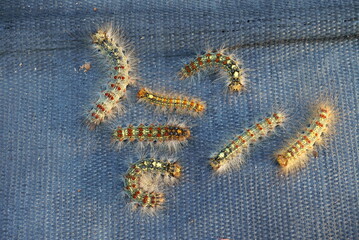 Pest control, gypsy moth larvae