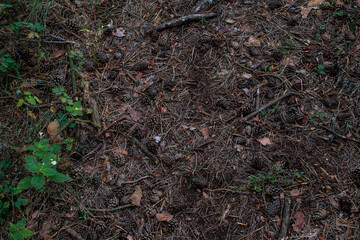 ants in the ground