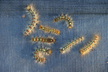 Pest control, gypsy moth larvae