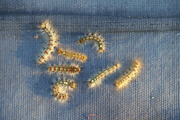 Pest control, gypsy moth larvae