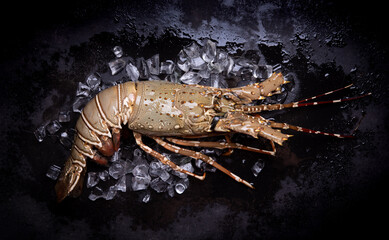 Raw spiny lobster (Panulirus ornatus) on ice, top view