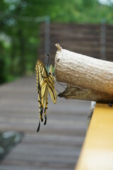 A swallowtail butterfly drying its wings after hatching