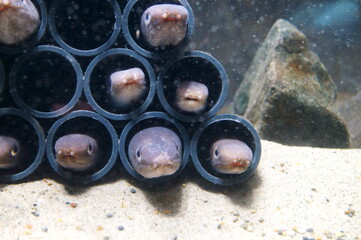 home of the conger eel