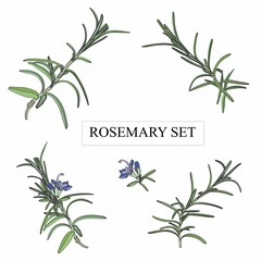 Elegant drawings set of rosemary plants with flowers isolated on white background. Botanical illustration.