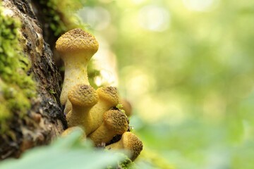 Mushrooms growing on a tree trunk with the forest background