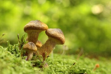 Mushrooms on a tree trunk covered with moss