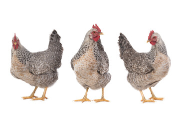 chicken isolated on white background