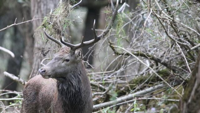 A big male deer make a loud bellow in order to demonstrate all their strength and to conquer the harem of the females.