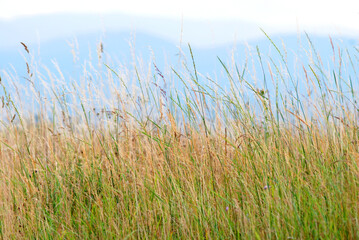 Meadow grass in the wind