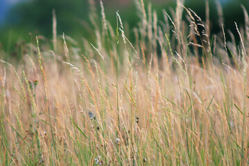 Meadow grass in the wind with a blurry background