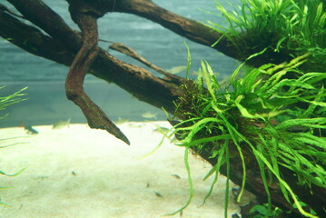 Beautiful green aquarium and tropical fish