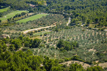 Olive groves near Les Baux de Provence, in France