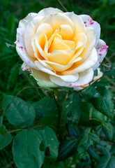 Hybrid tea rose, white and orange colour, green leaves, vertical with copy space, botanical, gardening, plant