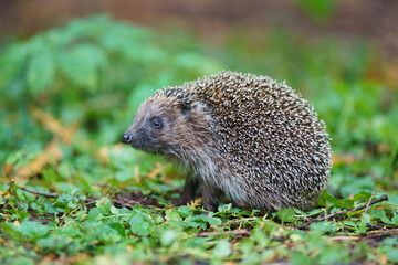 Small hedgehog in the nature. Animals' theme.
