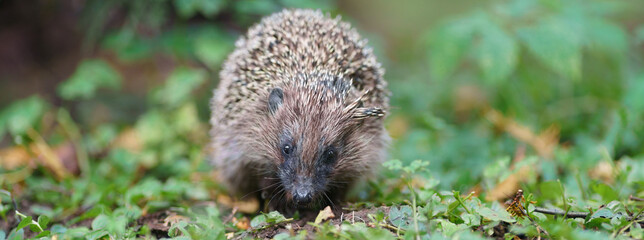 Small hedgehog in the nature. Animals' theme. Frontal view. Panoramic image © Yury and Tanya
