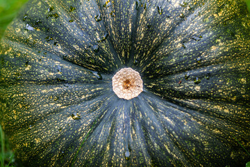 Green pumpkin, core in the middle, gardening, healthy food, rounded shape