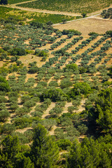 Plantation of olive trees in the valley of Les Baux de Provence, France seen from above