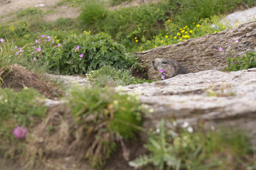 Marmot animal sticks his head out from the nest, green plants and rocks around, Alps Italy