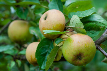 Green apples hanging on a tree, green leaves and background, copy space, gardening, fresh juicy food
