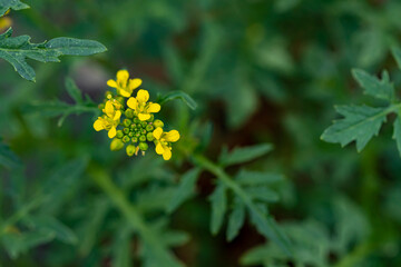 Rorippa amphibia flower growing in field