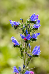 Echium vulgare flower growing in field, macro