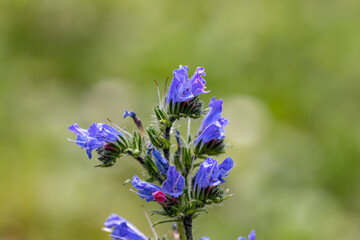 Echium vulgare flower growing in field