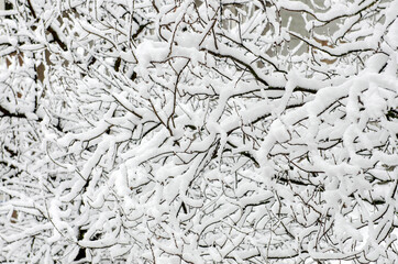 snow covered tree branches