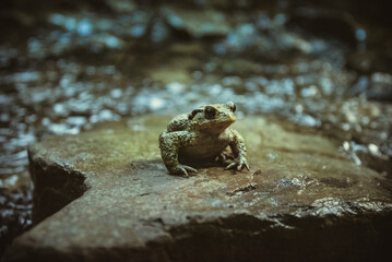toad on a rock. Frog