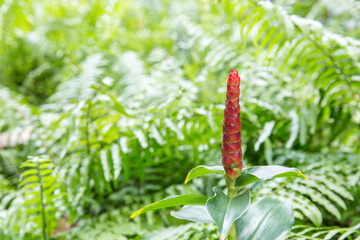 Close up of crepe ginger or cheilocostus speciosus or ornamental plant, focus selective.