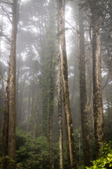 rainy green and foggy forest in portugal