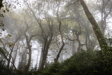 rainy green and foggy forest in portugal