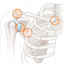 Shoulder anatomy. Major joints of the shoulder. Illustration - obrazy, fototapety, plakaty
